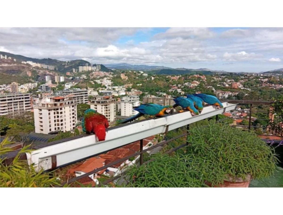 Apartamento en venta o alquiler en La Tahona, Baruta | 4 habitaciones y terrazas